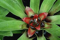 Orange Star Bromeliad (Guzmania lingulata) close-up showing water collecting among the leaves, tropical Americas