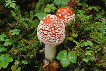 Fly Agaric (Amanita muscaria) highly toxic mushrooms growing on forest floor, North America