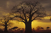 Baobab (Adansonia digitata) tree silhouetted at sunset, Tanzania