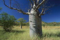 Australian Baobab (Adansonia gregorii) tree, western Australia
