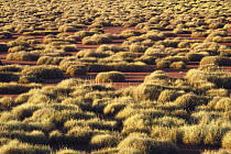 Spinifex Grass (Spinifex sp) growing in desert, arid western and central Australia