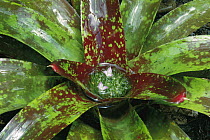 Inca Bromeliad (Neoregelia inca) with rain water collected in center, tropical Americas