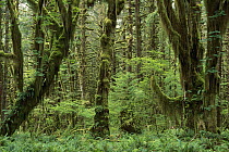 Trees covered with moss in temperate rainforest interior, Queen's River Valley, Olympic National Park, Washington