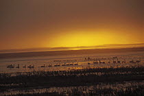 Swans and Geese at sunrise, Lower Klamath Basin National Wildlife Refuge, northern California