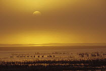 Swans and Geese at sunrise, lower Klamath Basin National Wildlife Refuge, northern California