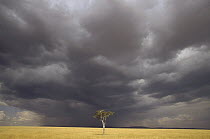 Whistling Thorn (Acacia drepanolobium) trees in open grasslands, Masai Mara National Reserve, Kenya
