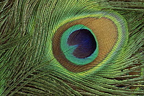 Indian Peafowl (Pavo cristatus) display feathers, India to southeast Asia