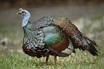 Ocellated Turkey (Meleagris ocellata), native to Mexico to Central America