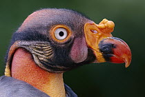 King Vulture (Sarcoramphus papa), native to southern Mexico to Argentina and Brazil