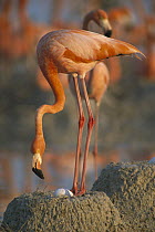 Greater Flamingo (Phoenicopterus ruber) with egg at nest made of mud, Inagua National Park, Bahamas