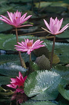 Water Lily (Nymphaea sp) hybrid blossoms and lily pads, world tropics