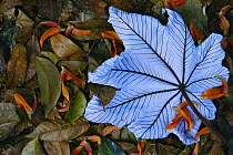 Cecropia (Cecropia sp) leaf atop lobster claw petals on tropical rainforest floor, Mexico