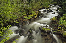 Still Creek in spring, temperate rainforest, Mt Hood National Forest, Oregon