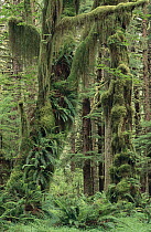 Temperate rainforest with moss covered trees and ferns, Queets River Valley, Olympic National Park, Washington