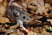 Deer Mouse (Peromyscus maniculatus), North and Central America