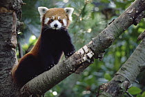 Lesser Panda (Ailurus fulgens) sitting on tree limb, China, Nepal, Burma