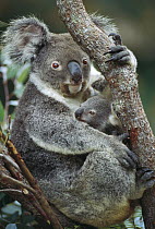 Koala (Phascolarctos cinereus) mother and joey, three month old, Australia
