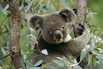 Koala (Phascolarctos cinereus) male in tree, Australia