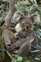 Koala (Phascolarctos cinereus) mother and joey, three month old, Australia