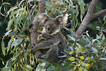 Koala (Phascolarctos cinereus) mother and three month old joey in tree, Australia