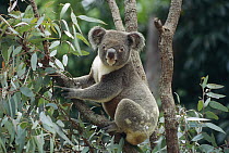 Koala (Phascolarctos cinereus) male in tree, Australia