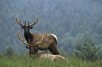 Elk (Cervus elaphus) pair with conifer forest in background, western North America