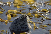 Harbor Seal (Phoca vitulina) head poking out of water surrounded by Kelp, sunbathing, Pacific coast, North America