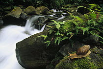 Land Snail along rainforest stream, Los Cedros River Valley, Ecuador