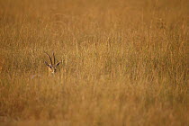 Thomson's Gazelle (Eudorcas thomsonii) hiding in tall grass, Masai Mara National Reserve, Kenya