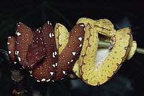 Green Tree Python (Chondropython viridis) two juveniles showing yellow and brown coloration, New Guinea