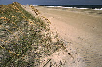 Coastal dunes with Sea Oats, Pea Island National Wildlife Refuge, Outer Banks, North Carolina