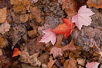 Autumn leaves on forest floor, Shenandoah National Park, Virginia