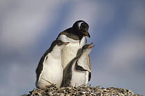Gentoo Penguin (Pygoscelis papua) parent and chicks begging for food on nest, South Georgia Island