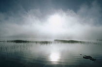 Lake Wartook in heavy fog in Grampians National Park, Victoria, Australia