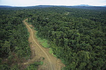 Logging road in lowland tropical rainforest across the broad flood plain of Aird River, Kikori Basin, Papua New Guinea