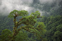 Crown of emergent rainforest tree covered in epiphytes in montane tropical rainforest, Braulio Carrillo National Park, Costa Rica