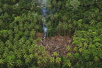 Traditional slash and burn clearcut in virgin lowland tropical rainforest east of Aird River Delta, Kikori Basin, Papua New Guinea