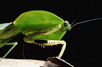 Praying Mantis (Mantis sp) head and legs, Los Cedros River Valley, Ecuador