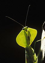 Praying Mantis (Mantis sp) portrait, Los Cedros River Valley, Ecuador
