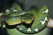 Green Tree Python (Chondropython viridis) portrait, Woodland Park Zoo, native to Papua New Guinea