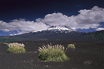 Pampas Grass (Cortaderia sp) islands in old lava flow, Llaima Volcano, Conguillio National Park, Chile