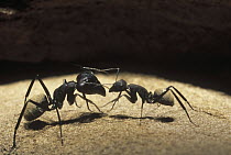 Ant (Formicidae) pair communicating, Karoo National Park, western South Africa