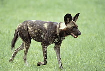 African Wild Dog (Lycaon pictus) male with tracking collar, Moremi Wildlife Reserve, Botswana
