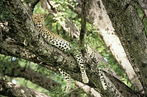 Leopard (Panthera pardus) female resting in tree, Moremi Wildlife Reserve, Botswana