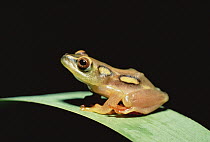 Argus Reed Frog (Hyperolius argus) female portrait, Ndumo Game Reserve, South Africa