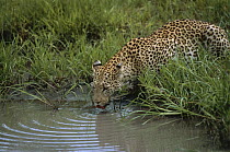 Leopard (Panthera pardus) female drinking from waterhole, Moremi Wildlife Reserve, Botswana