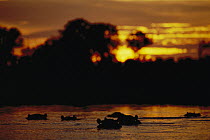 Hippopotamus (Hippopotamus amphibius) group in river at dawn, Moremi Wildlife Reserve, Linyanti River, Botswana