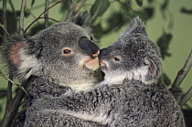 Koala (Phascolarctos cinereus) mother with joey, Australia