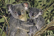 Koala (Phascolarctos cinereus) mother with joey, eastern temperate Australia