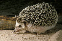 African Hedgehog (Atelerix algirus) portrait, northwest Africa